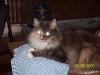 zeebee-003-1